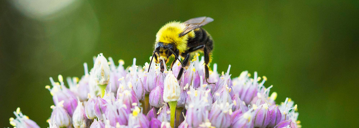A close-up view of a bumble bee on a flower