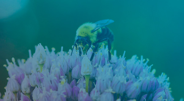 Close-up photograph of a bumblebee on a flower.